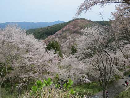 吉野桜
