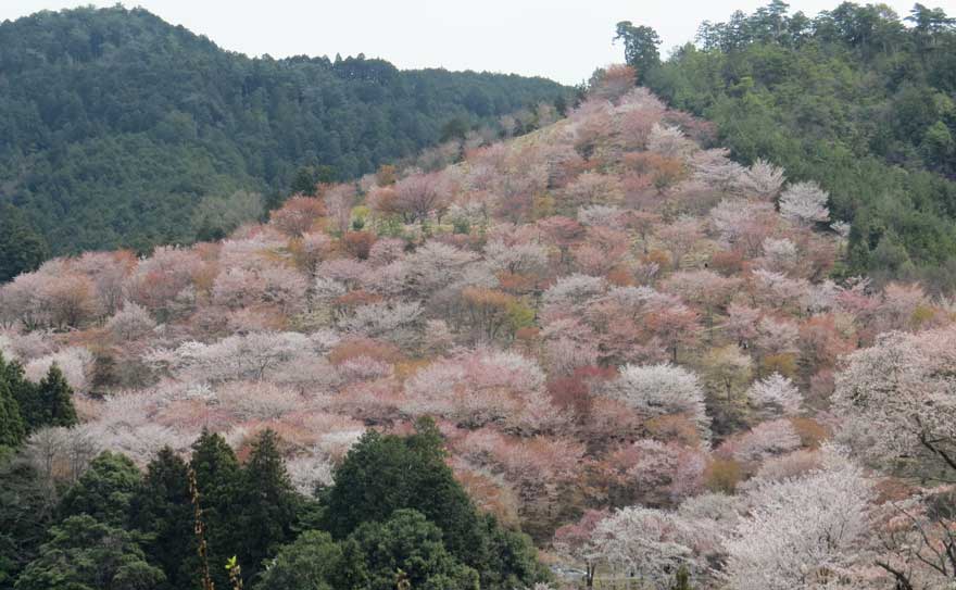吉野桜