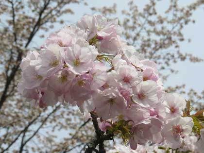 吉野桜