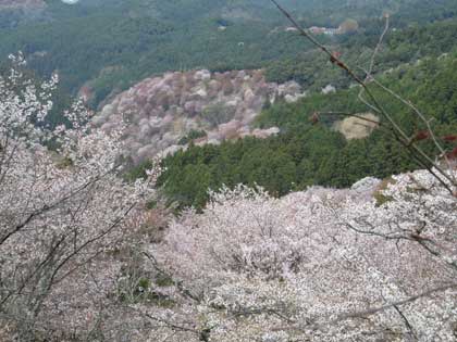 吉野桜