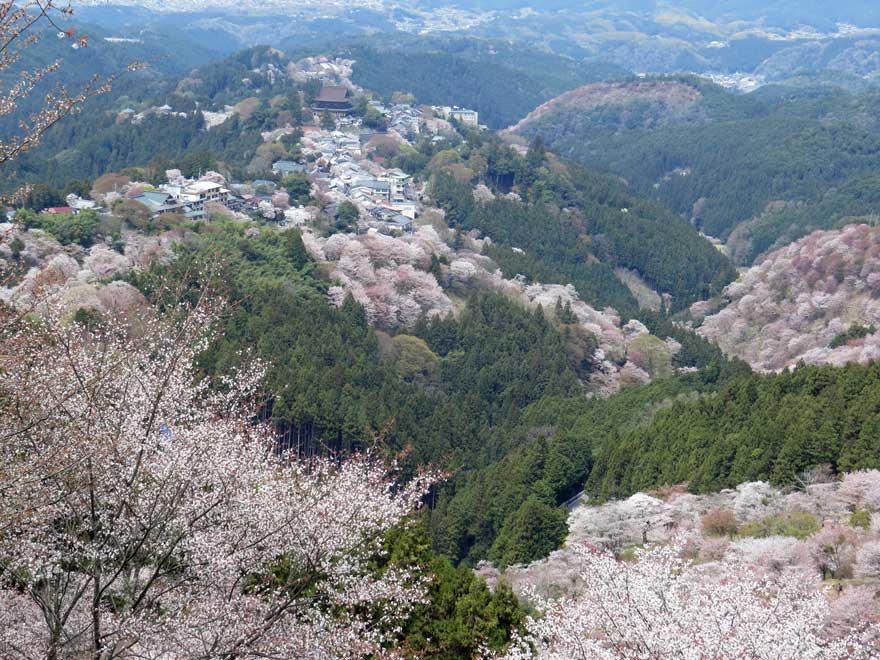 吉野桜