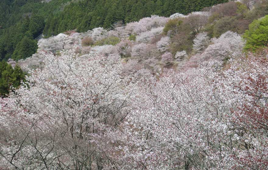 吉野桜