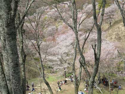 吉野桜
