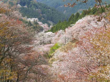 吉野桜