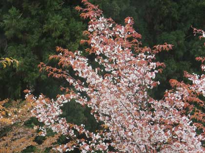 吉野桜