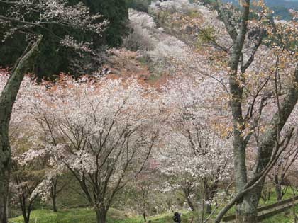 吉野桜