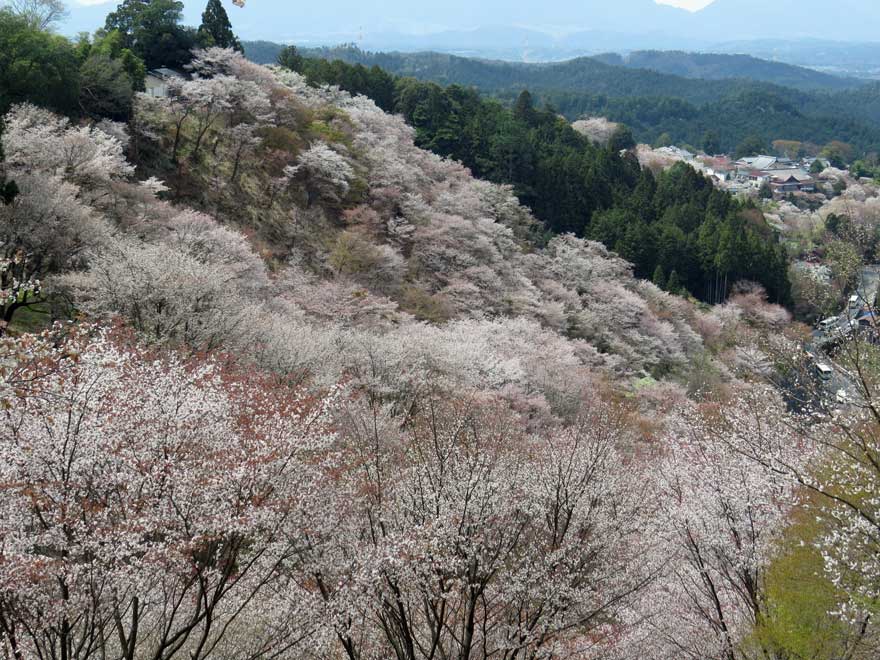 吉野桜