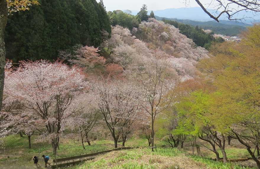 吉野桜