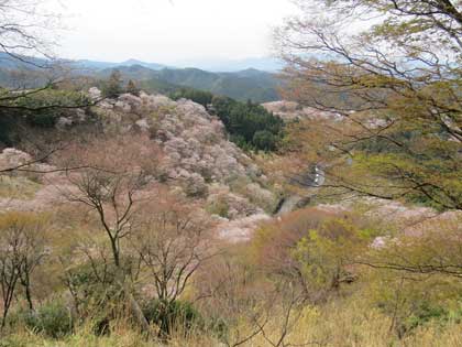 吉野桜