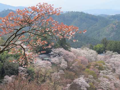 吉野桜