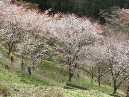 吉野桜