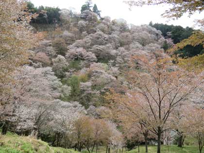 吉野桜