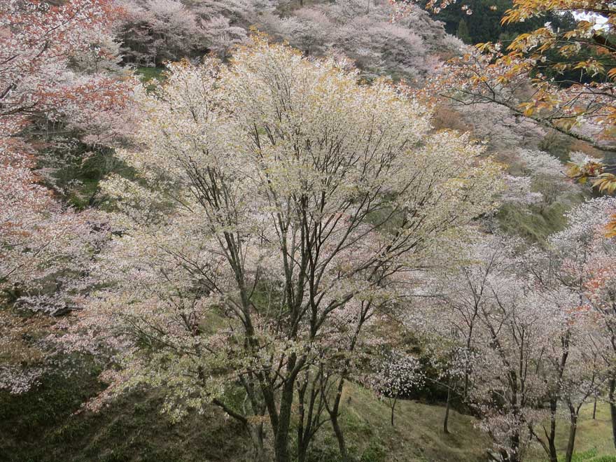 吉野桜