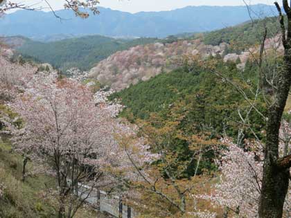 吉野桜