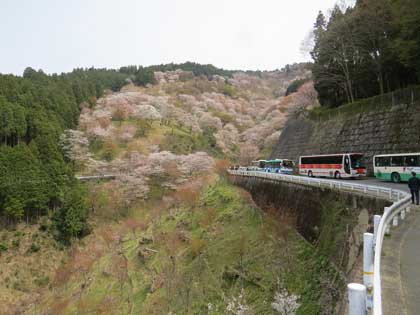 吉野桜