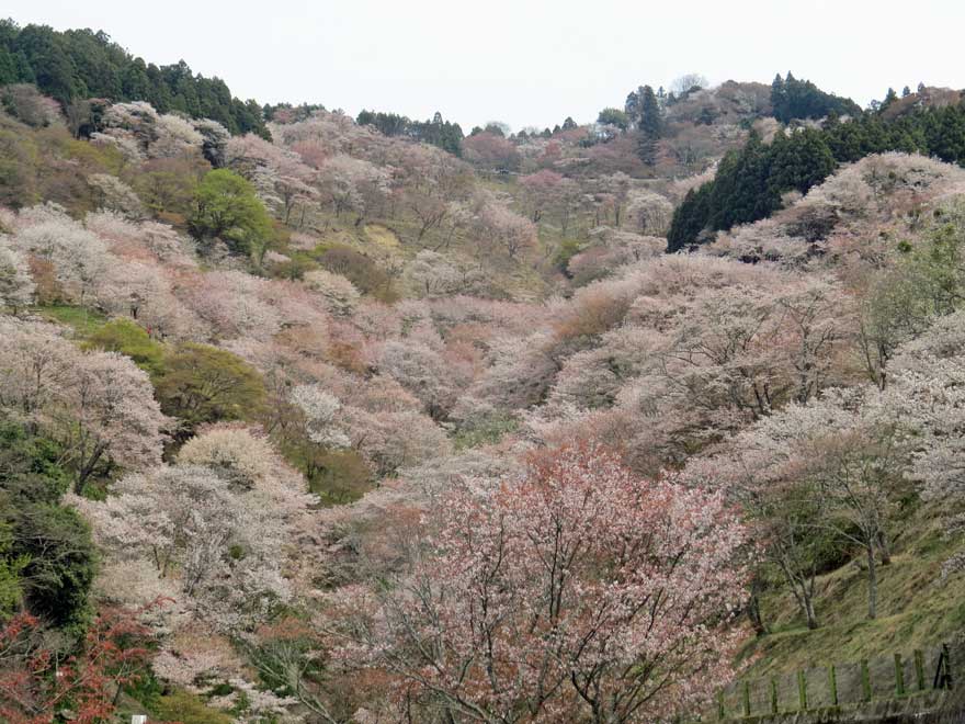 吉野桜