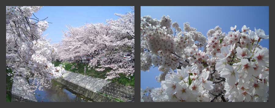 桜1
