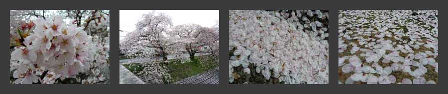 桜4