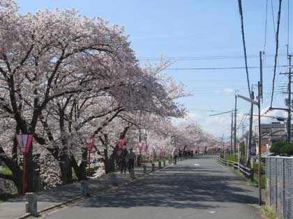 桜