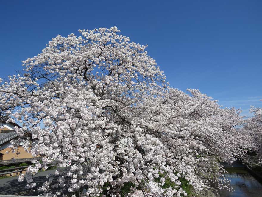 桜