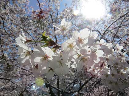 桜