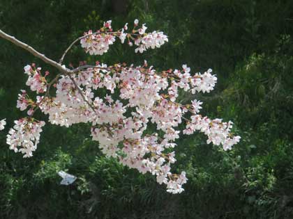 桜