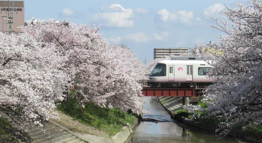 桜