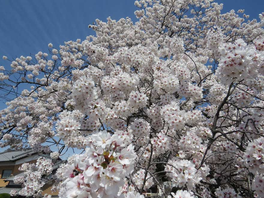 桜