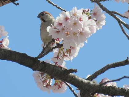 桜