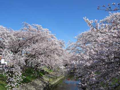 桜