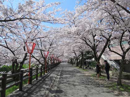 桜