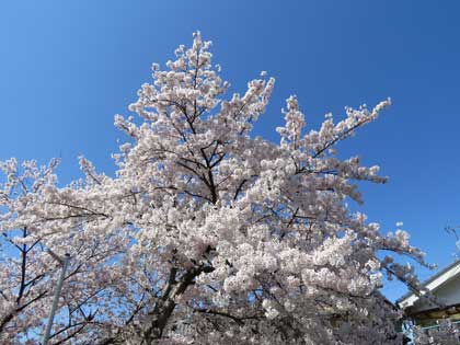 桜