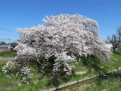 桜