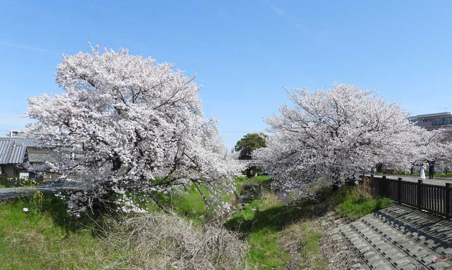 桜