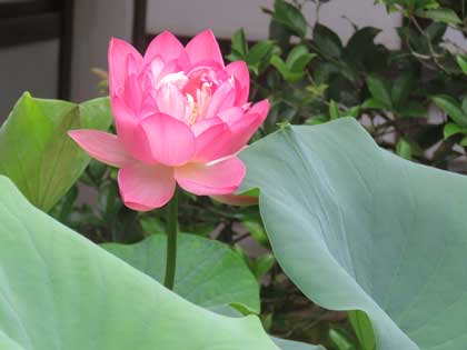 蓮