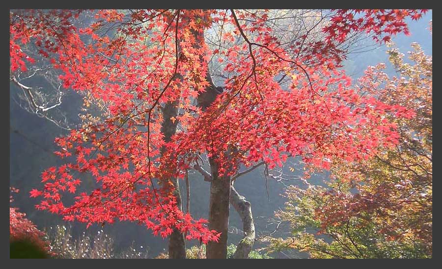 紅葉