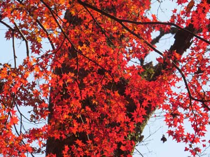 紅葉