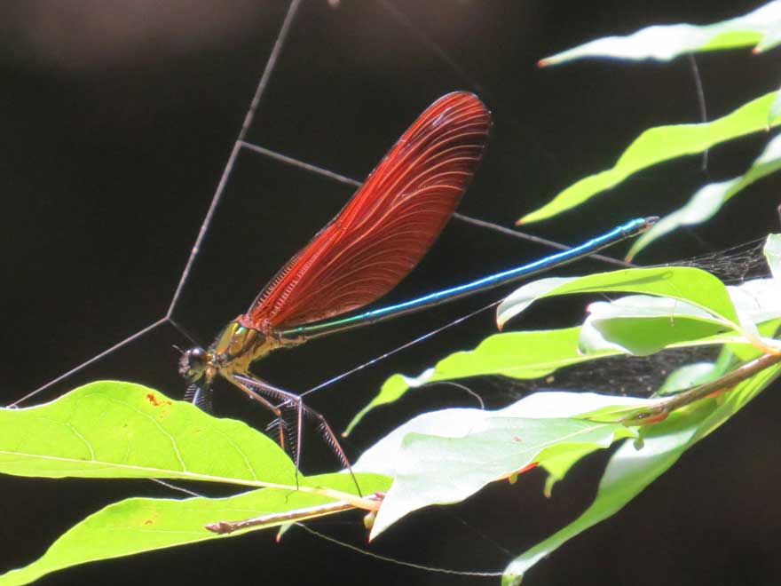 ミヤマカワトンボ