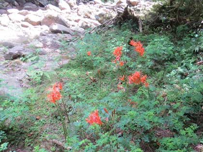 キツネノカミソリ