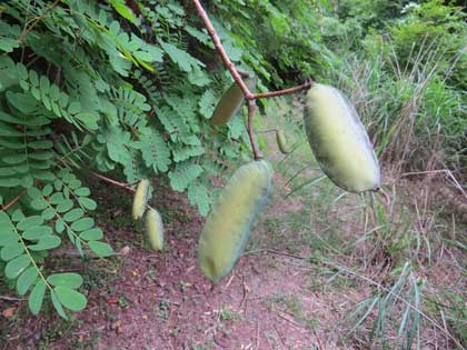 ジャケツイバラ