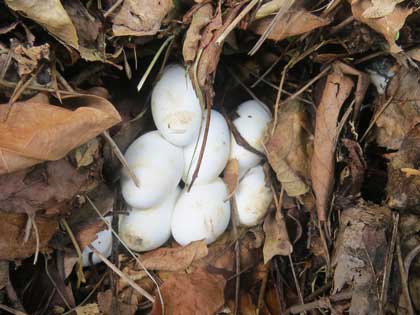 シロマダラの卵