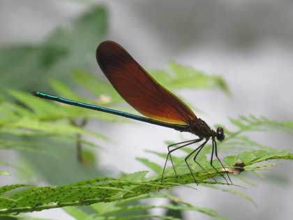 ミヤマカワトンボ