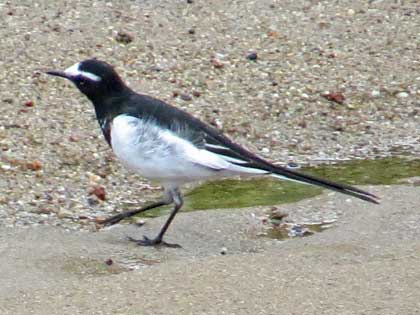 セグロセキレイ