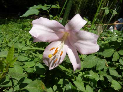 大神神社_ささゆり
