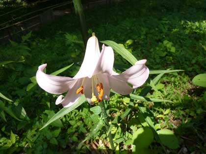 大神神社_ささゆり