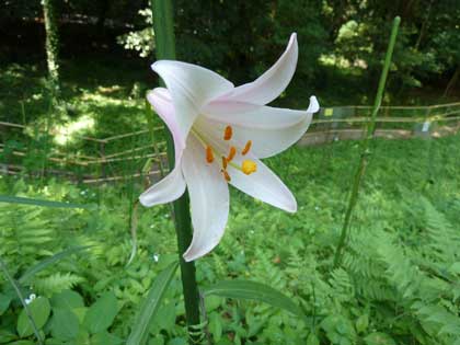 大神神社_ささゆり