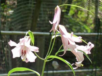 大神神社_ささゆり