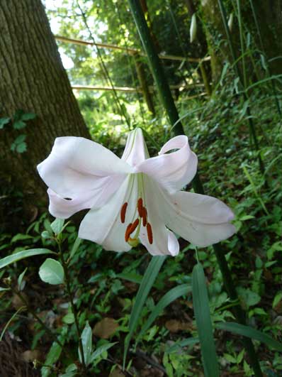 大神神社_ささゆり