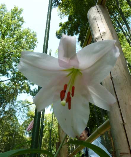 大神神社_ささゆり