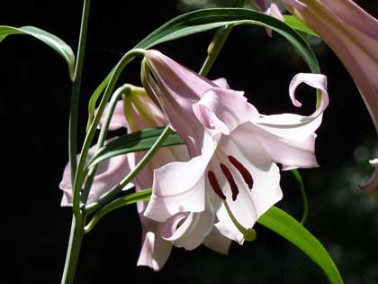 大神神社_ささゆり